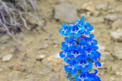 Penstemon nitidus
