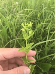 Hypericum pseudomaculatum
