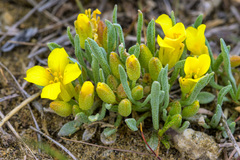 Physaria didymocarpa