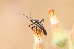 Hadrodemus
