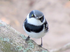 Batis molitor molitor