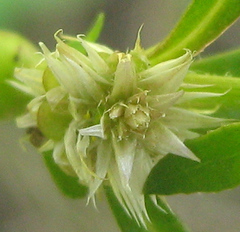 Amaranthaceae