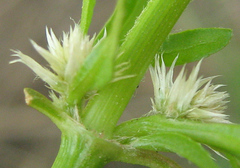 Amaranthaceae