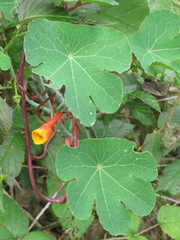Tropaeolum tuberosum