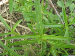 Amaranthaceae