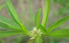 Amaranthaceae