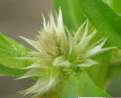 Amaranthaceae