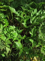 Arracacia xanthorrhiza