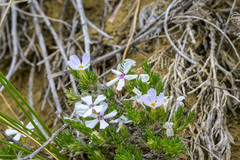 Phlox hoodii