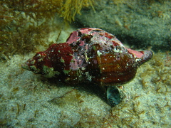 Australaria australasia