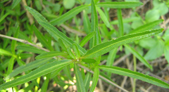 Amaranthaceae