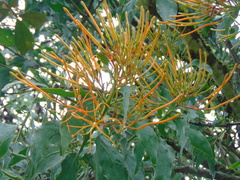 Psittacanthus schiedeanus