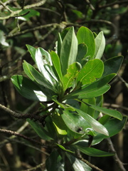 Escallonia discolor