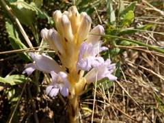 Phelipanche arenaria