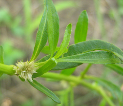 Amaranthaceae
