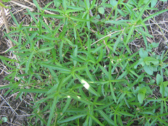 Amaranthaceae