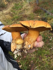 Suillus variegatus