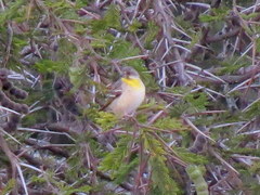 Crithagra citrinipectus