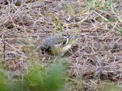 Crithagra citrinipectus