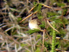 Crithagra citrinipectus