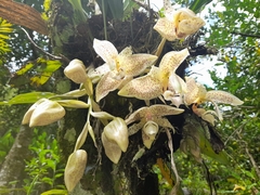 Stanhopea oculata