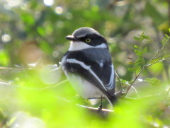 Batis molitor molitor