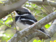 Batis molitor molitor