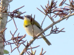 Apalis flavida neglecta