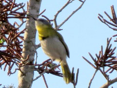 Apalis flavida neglecta