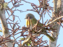 Apalis flavida neglecta
