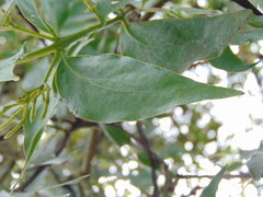 Psittacanthus schiedeanus