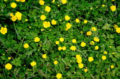 Ranunculus repens