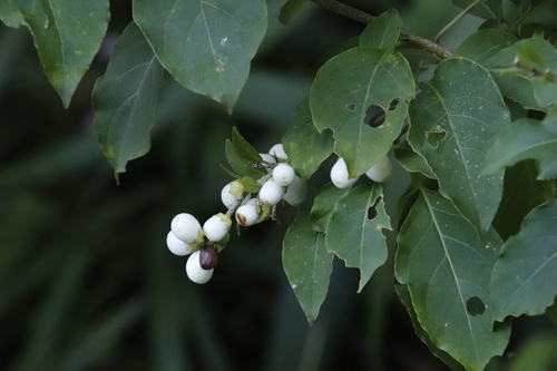 Cestrum aurantiacum