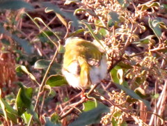 Apalis flavida neglecta