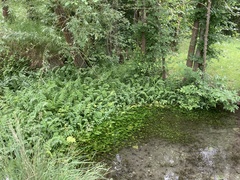 Berula