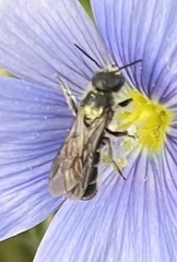Chelostoma florisomne