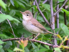 Acrocephalus dumetorum