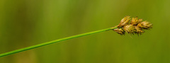 Carex bebbii