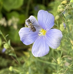 Chelostoma florisomne