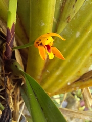 Maxillaria variabilis