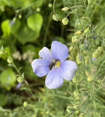 Chelostoma florisomne