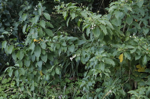 Cestrum aurantiacum