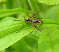 Ptychoptera contaminata