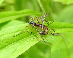 Ptychoptera contaminata