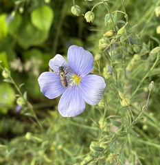 Chelostoma florisomne