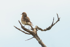 Oenanthe isabellina