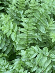 Berula