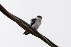 Tachycineta albiventer