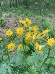 Cacaliopsis nardosmia