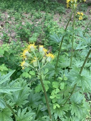 Cacaliopsis nardosmia